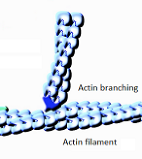Qui se ressemble s’assemble : à l’origine des réseaux branchés d’actine