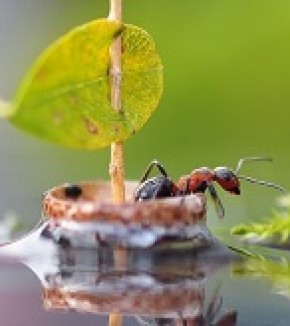 Quand les fourmis se pilotent comme des bateaux de pêche…
