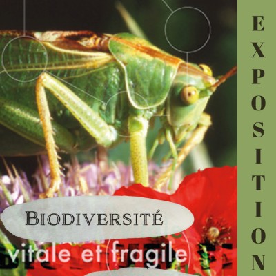 Prolongation de l’exposition "Biodiversité, vitale et fragile"