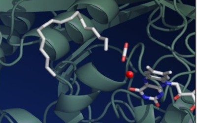 Chimie verte et biocarburant : le fonctionnement d’une photoenzyme clef décrypté