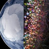 ERC Synergy :  Climat en antarctique et Rôle de l’hippocampe dans le cerveau