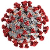 Vers une nouvelle stratégie antivirale contre la covid-19 ?