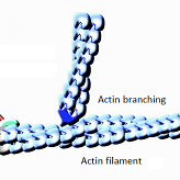 What looks alike comes together: the origin of actine's branching networks