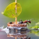Quand les fourmis se pilotent comme des bateaux de pêche…