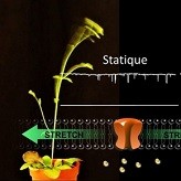 Towards an understanding of the reaction of plants to the wind