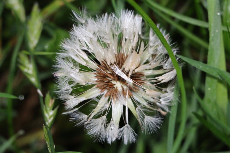 How dandelion parachute works