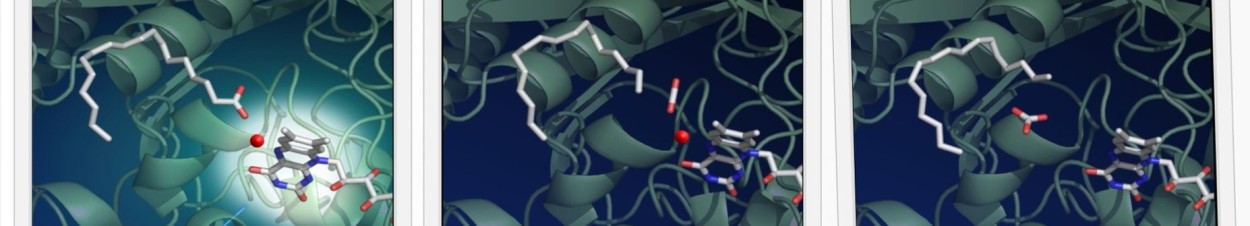 Chimie verte et biocarburant : le fonctionnement d’une photoenzyme clef décrypté