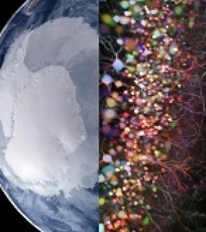 ERC Synergy :  Climat en antarctique et Rôle de l’hippocampe dans le cerveau