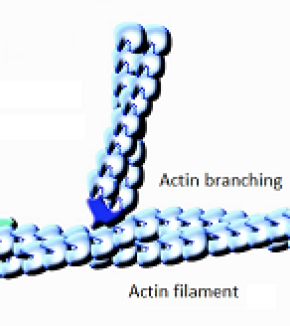 What looks alike comes together: the origin of actine's branching networks