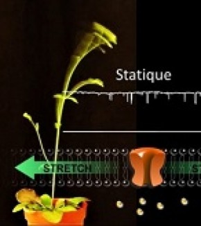 Towards an understanding of the reaction of plants to the wind