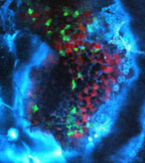 Prix 2020 de la Société Européenne de Microscopie pour Emmanuel Beaurepaire