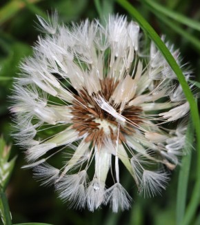 How dandelion parachute works