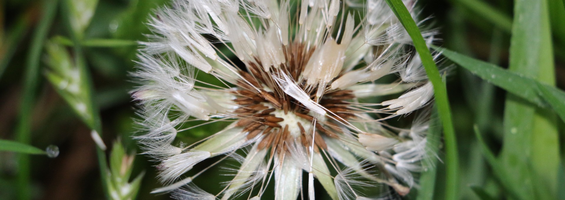 How dandelion parachute works