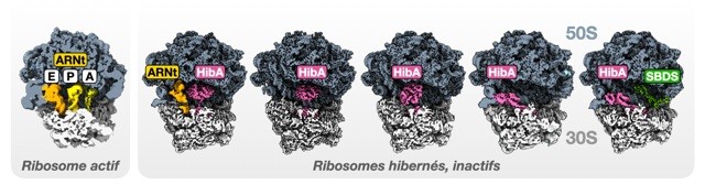 Structures cryo-EM à résolution atomique de ribosomes de Pyrococcus abyssi. 