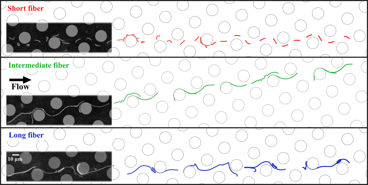 Circulation de fibres de différentes longueurs dans un canal microfluidique 